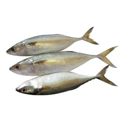 Mackerel/അയല/Ayala/Large (500g)